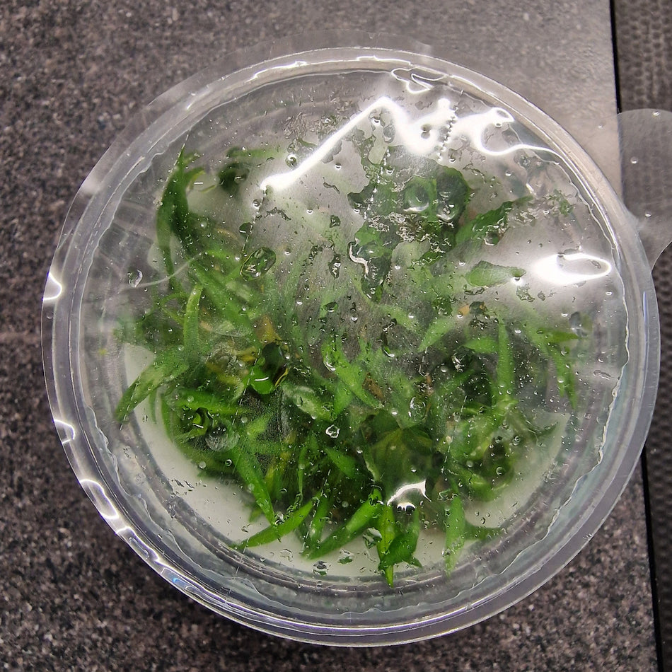 Tropica Cryptocoryne Parva 1-2-Grow