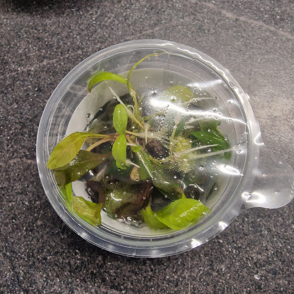 Tropica Lysimachia Parvifolia 'Red' 1-2-Grow
