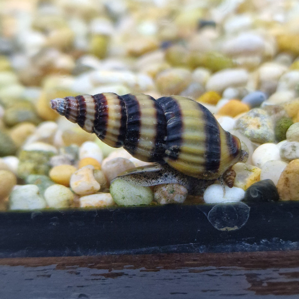 Assassin Snail X3