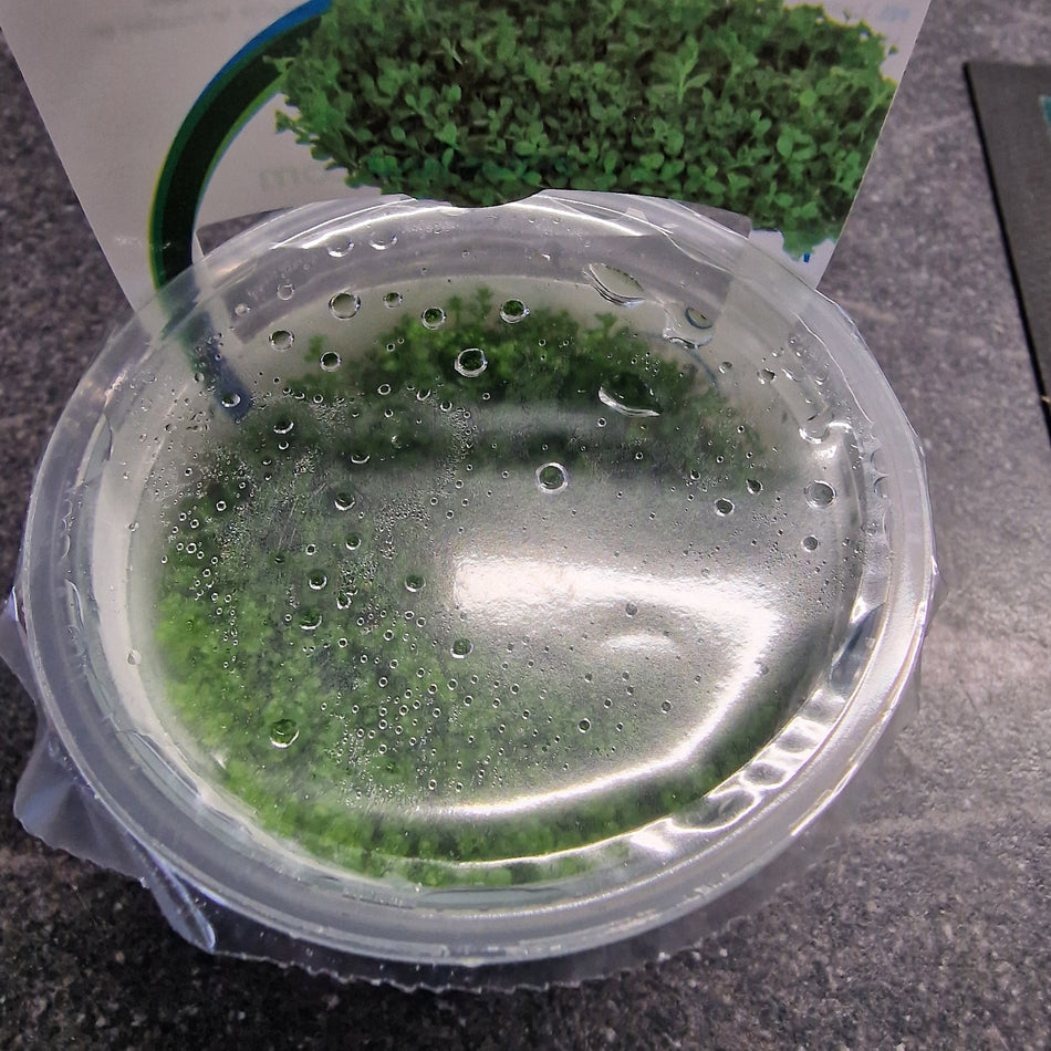 Hemianthus Callitrichoides Invitro
