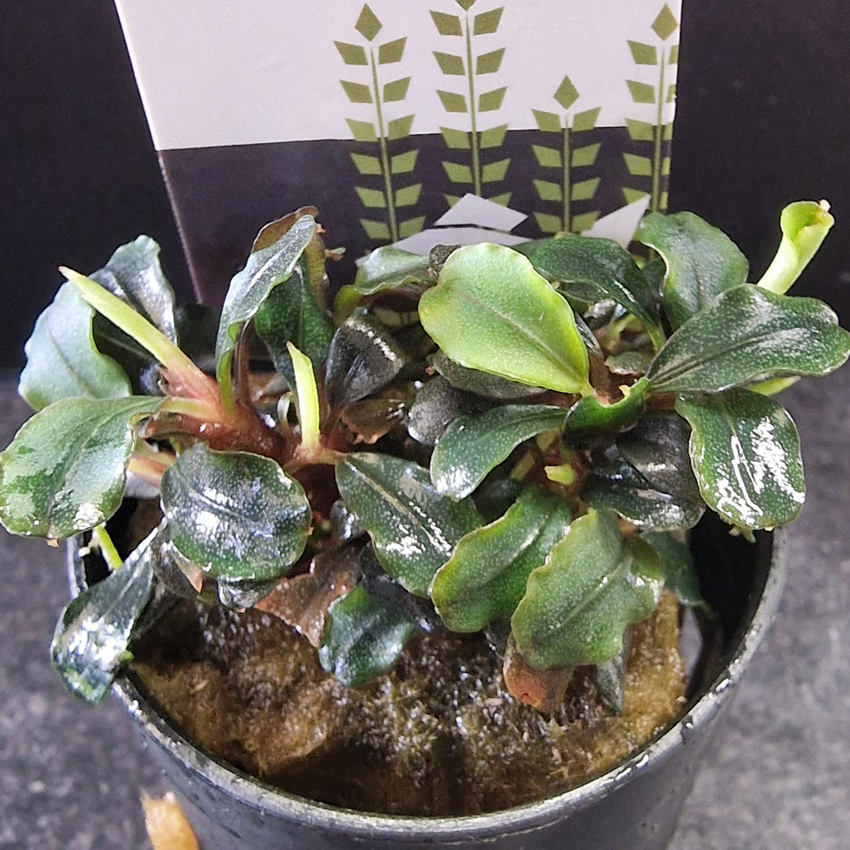 Bucephalandra Theia Red Potted Aquarium Plant