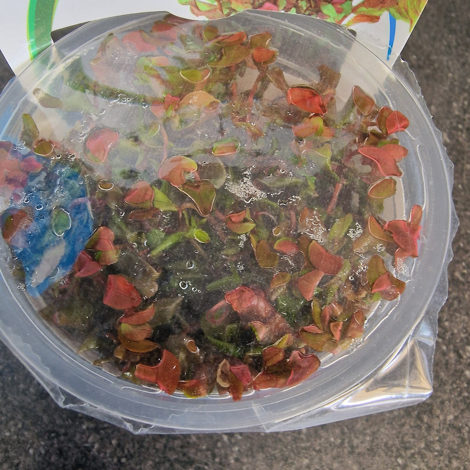 Rotala Macrandra Invitro