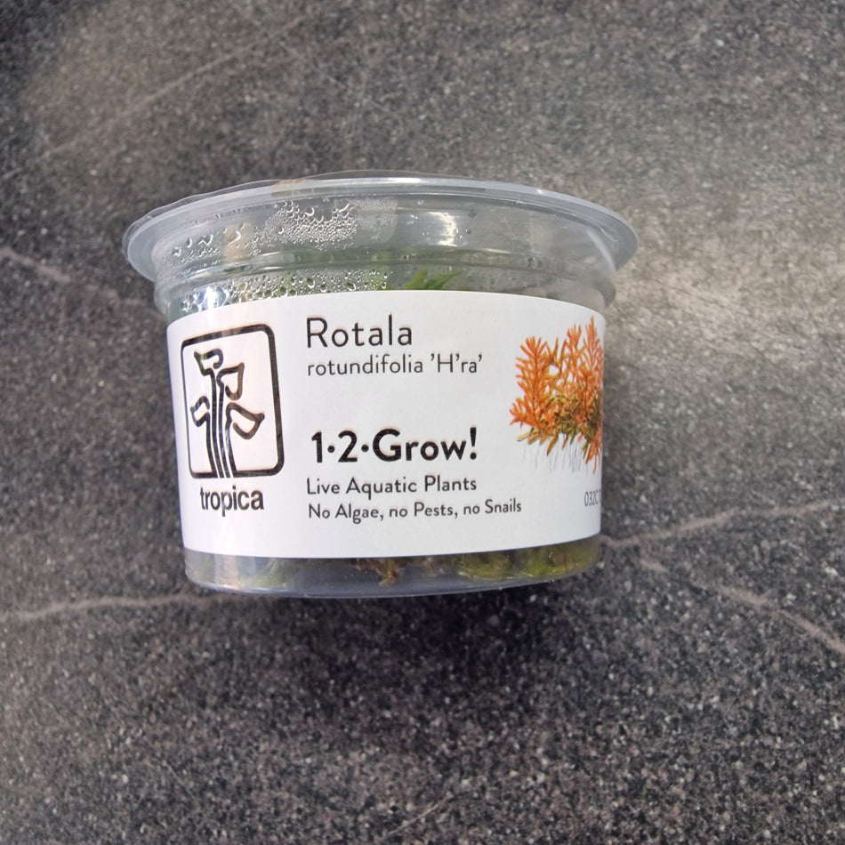 Rotala Rotundifolia 'H' Ra ' 1-2-Grow