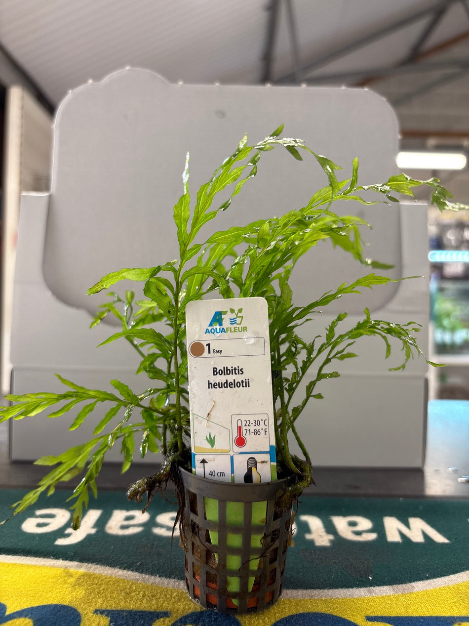 Bolbitis Heudelotii Potted Plant