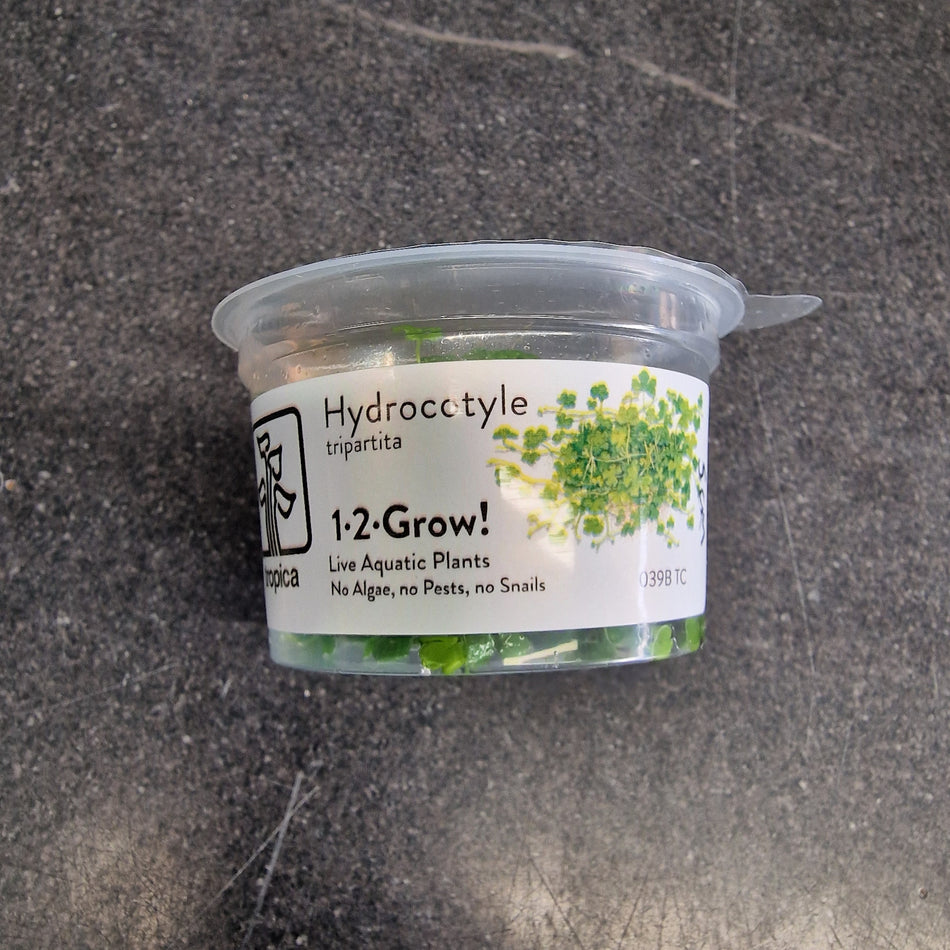 Hydrocotyle Tripartita 1-2-Grow Tropica Invitro