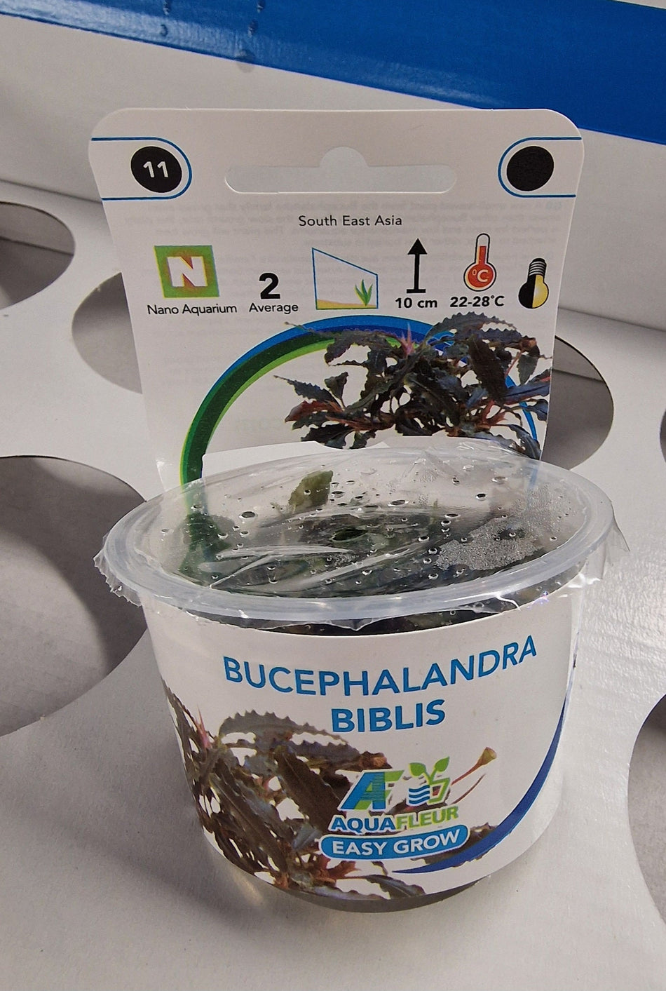 Bucephalandra Biblis Invitro Aquarium Plant