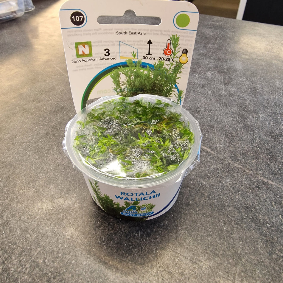 Rotala Wallichii Invitro