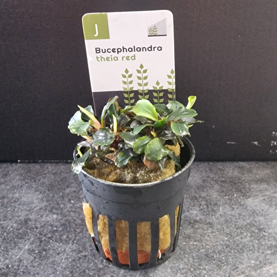 Bucephalandra Theia Red Potted Aquarium Plant