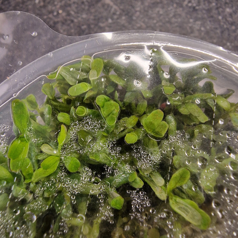 Rotala Rotundifolia 'H' Ra ' 1-2-Grow