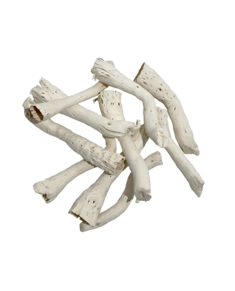 Wio Cholla Drift/Cactus Wood