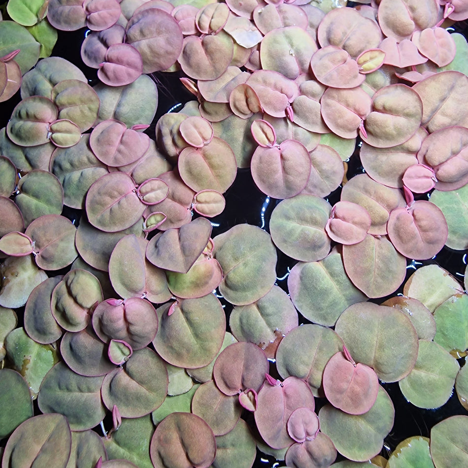 Phyllantus Fluitans Red Root Floater Portion