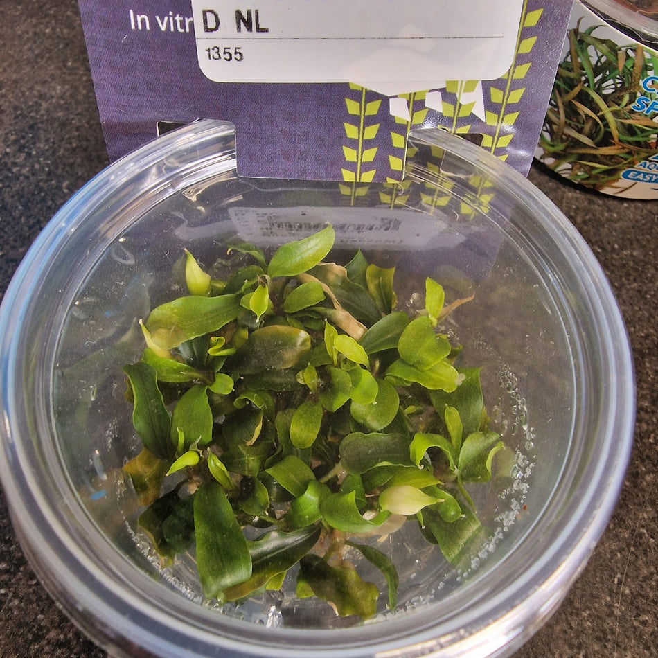 Bucephalandra Theia Green Invitro