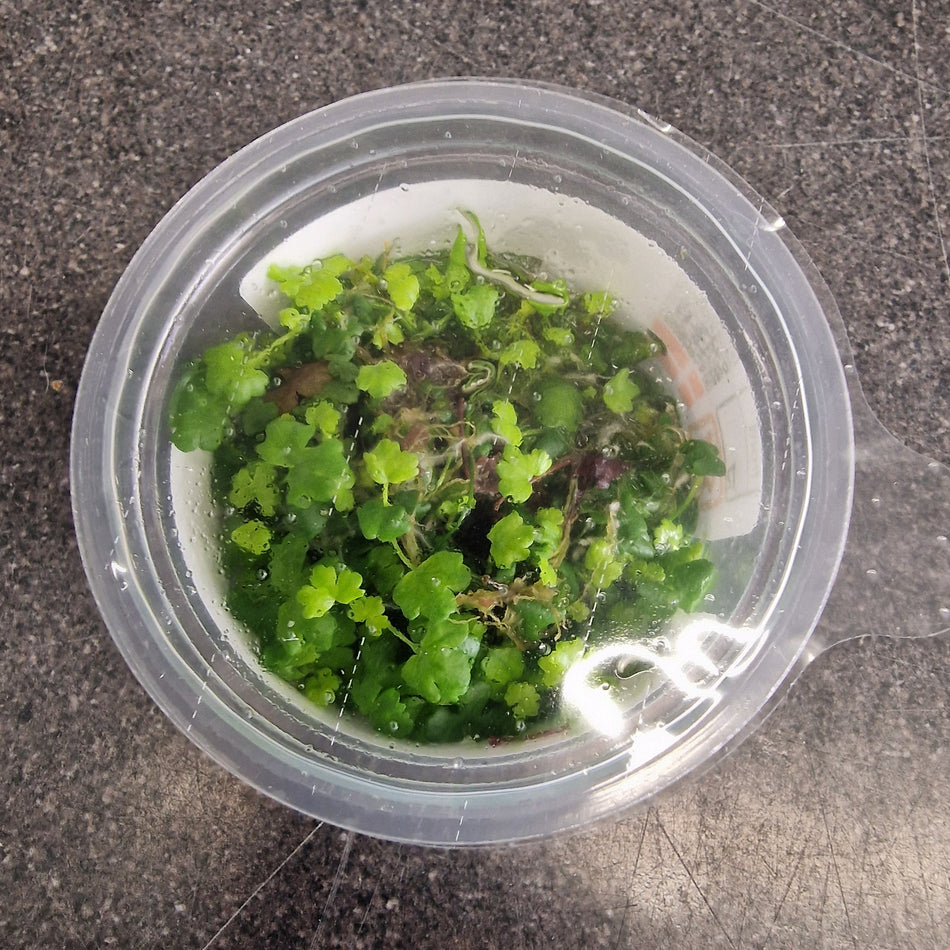 Hydrocotyle Tripartita 1-2-Grow Tropica Invitro