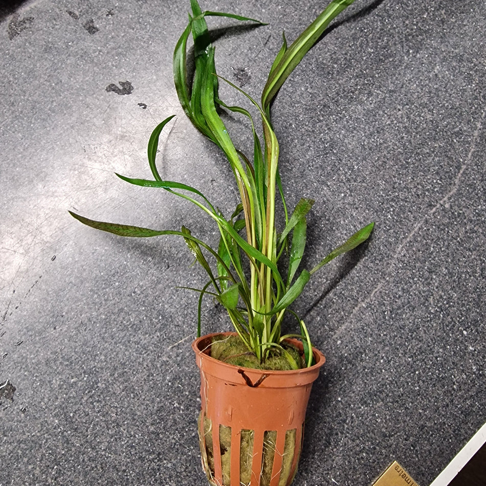 Tropica Cryptocoryne Spiralis 'Red' Potted Aquarium Plant