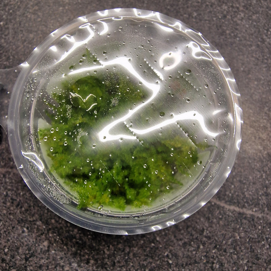 Tropica Vesicularia 'Christmas Moss' 1-2 Grow