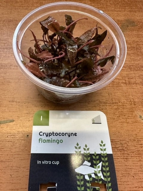 Cryptocoryne Flamingo Invitro Pot