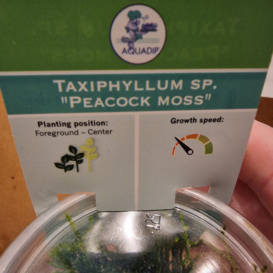 Taxiphyllum Sp. 'Peacock Moss' Invitro