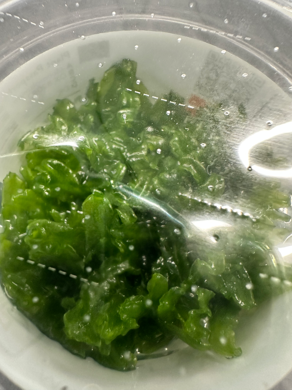 Monosolenium Tenerum Tropica Invitro