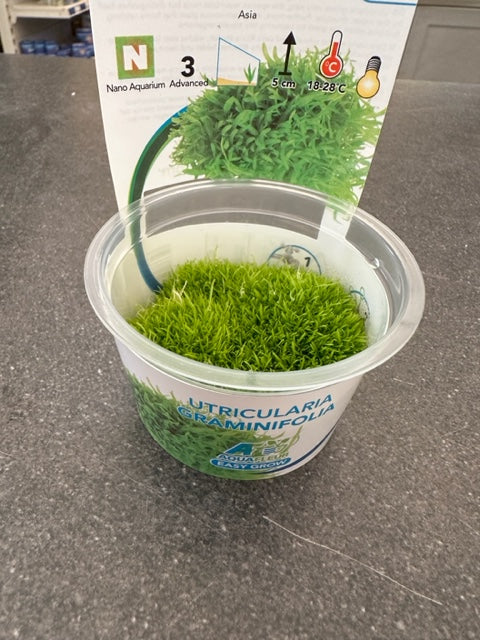 Utricularia Graminifolia Invitro Cup