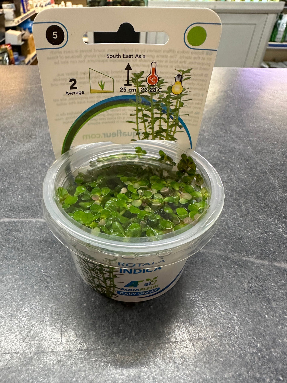 Rotala Indica Invitro