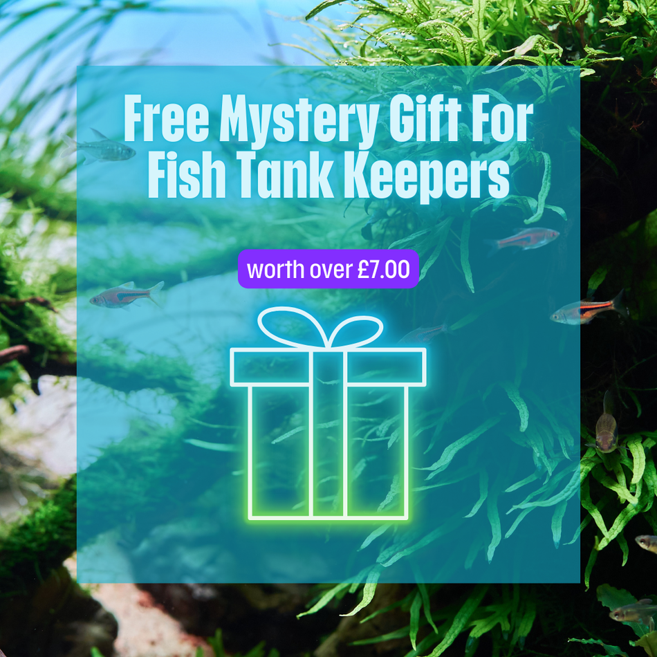 Mystery Gift For Fish Tank Keepers
