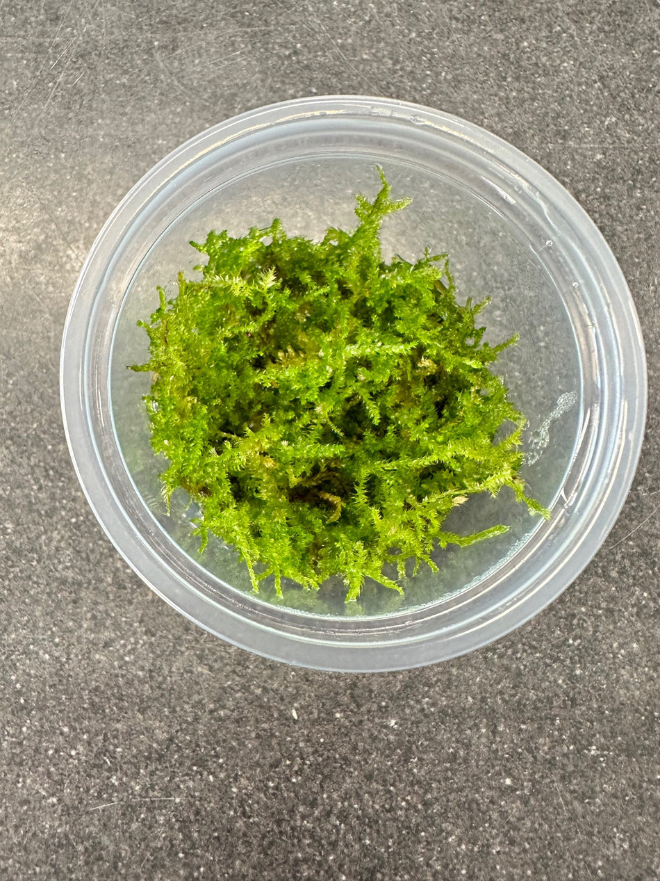 Versicularia Montagnei Invitro (Christmas Moss)
