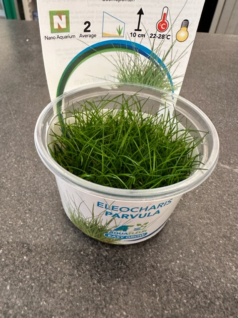 Eleocharis Parvula Invitro