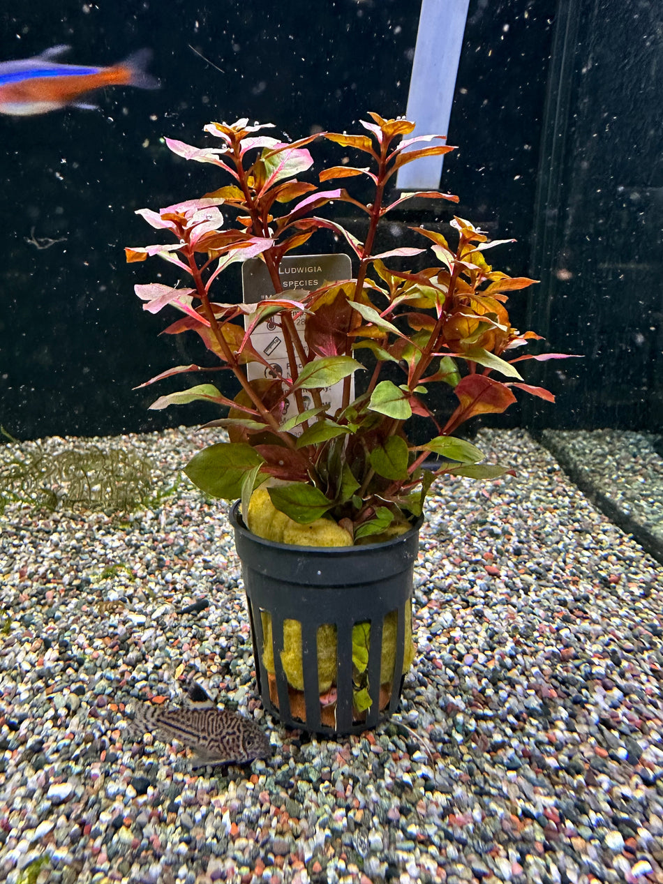 Ludwigia Mini Super Red Potted Plant