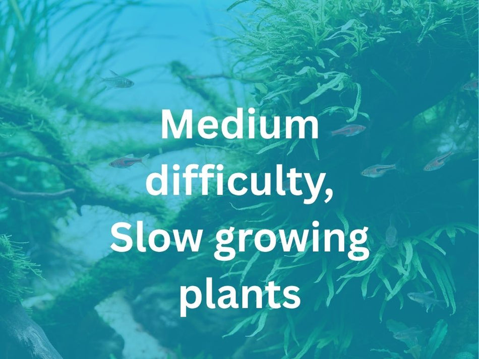 Eleocharis Acicularis Invitro Aquarium Plant