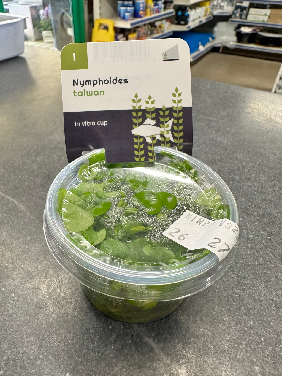 Nymphiodes Taiwan Invitro Pot