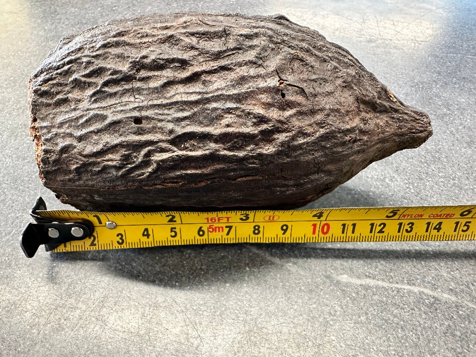 Cocoa Pods Single