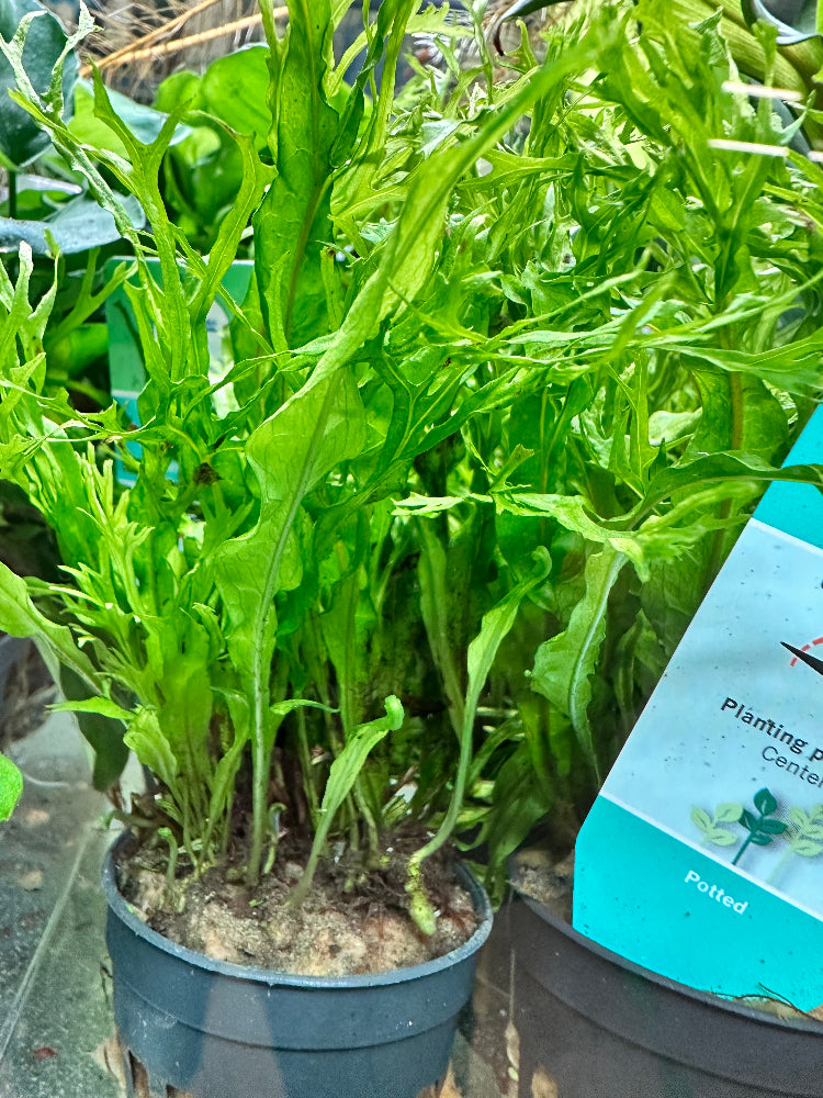 Microsorum Windelov Potted Aquarium Plant