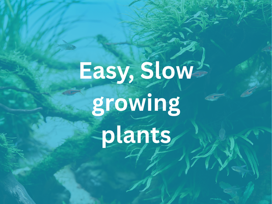 Anubias Heterophylla Potted Aquarium Plant
