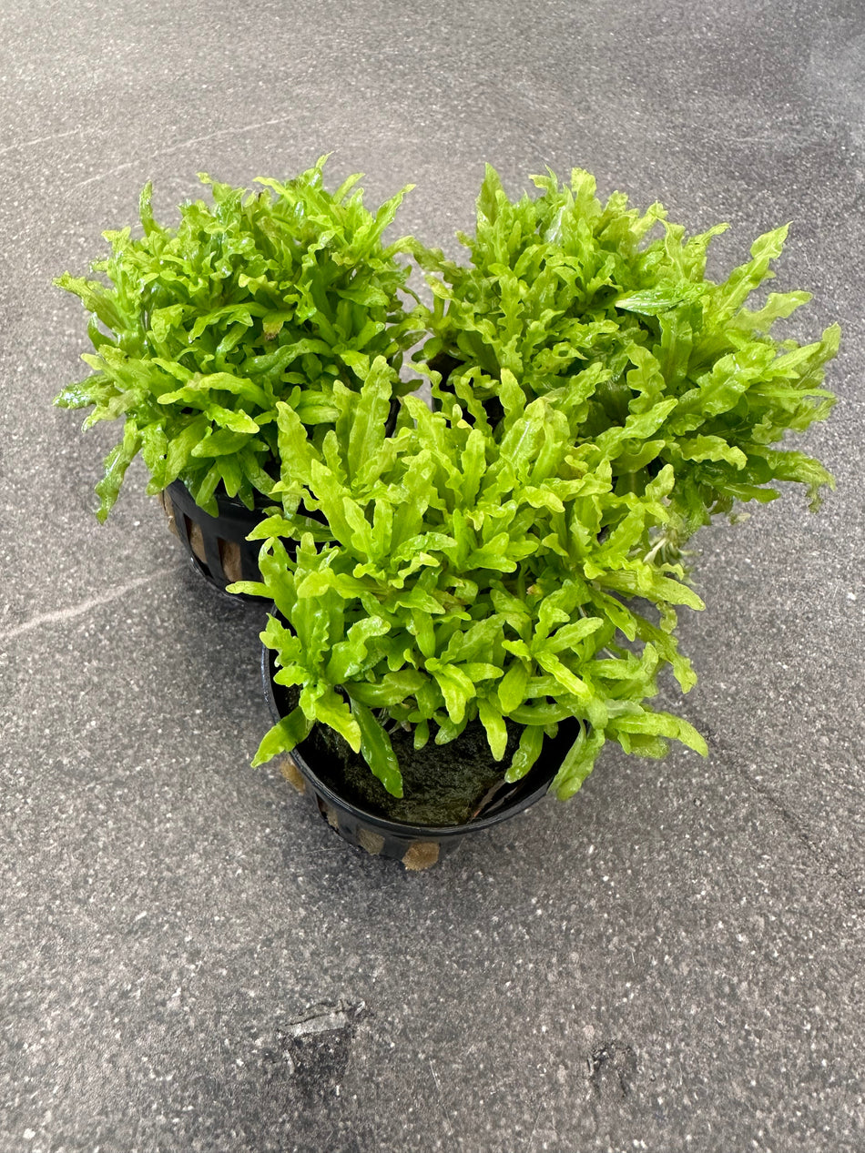 Pogostemon Helferi Potted - Foreground Aquarium Plant For Nano & Aquascaped Tank