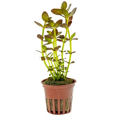 Bacopa Salzmanni Purple Potted Plant