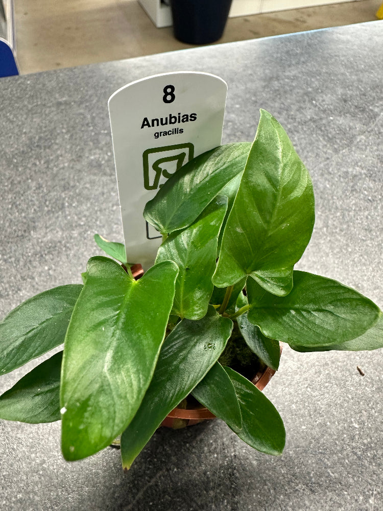 Anubias Gracilis Potted Aquarium Plant. Tropica