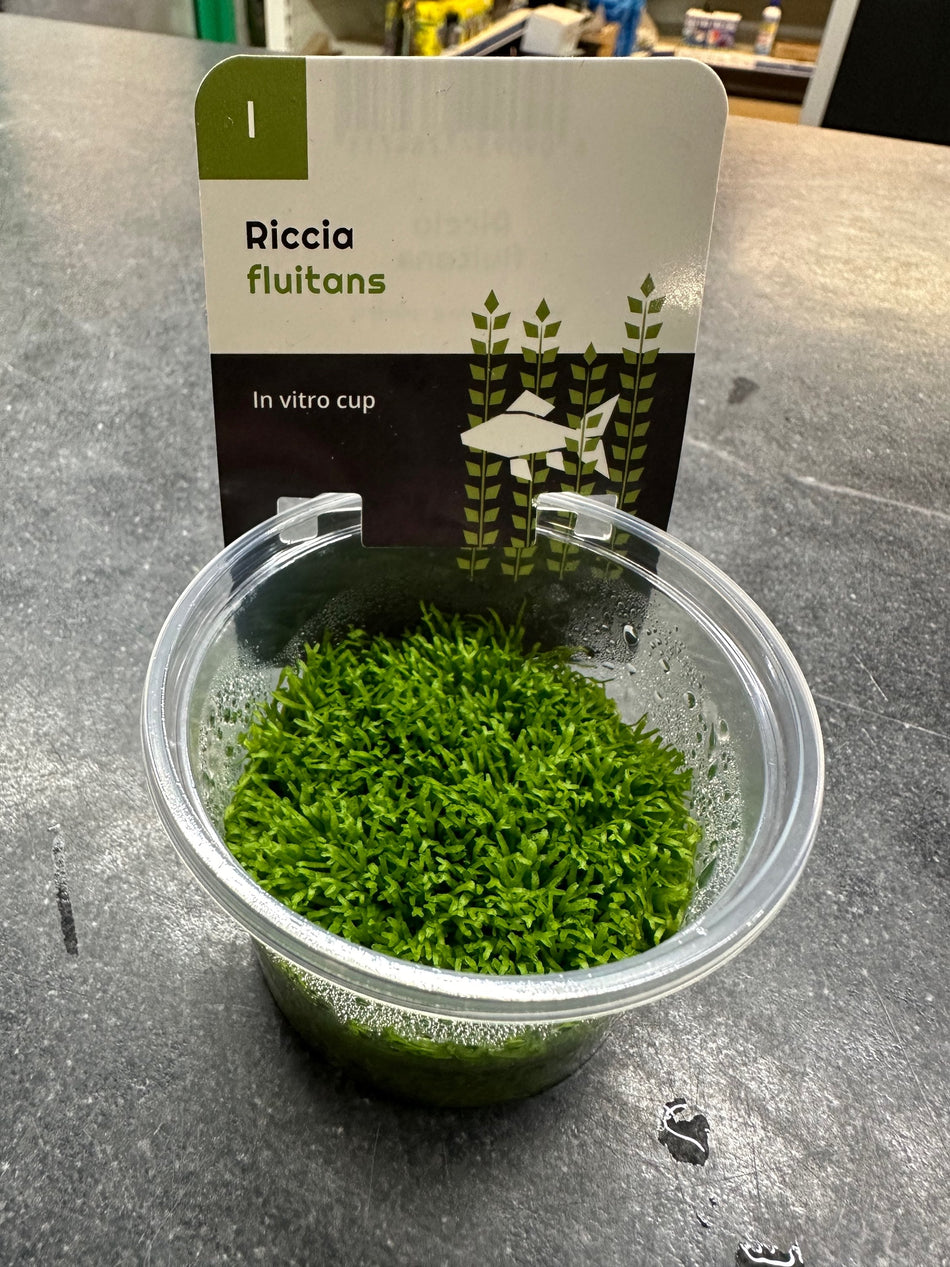 Riccia Fluitans Invitro Pot
