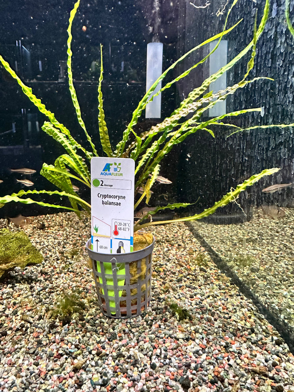 Cryptocoryne Balansae Potted Aquarium Plant