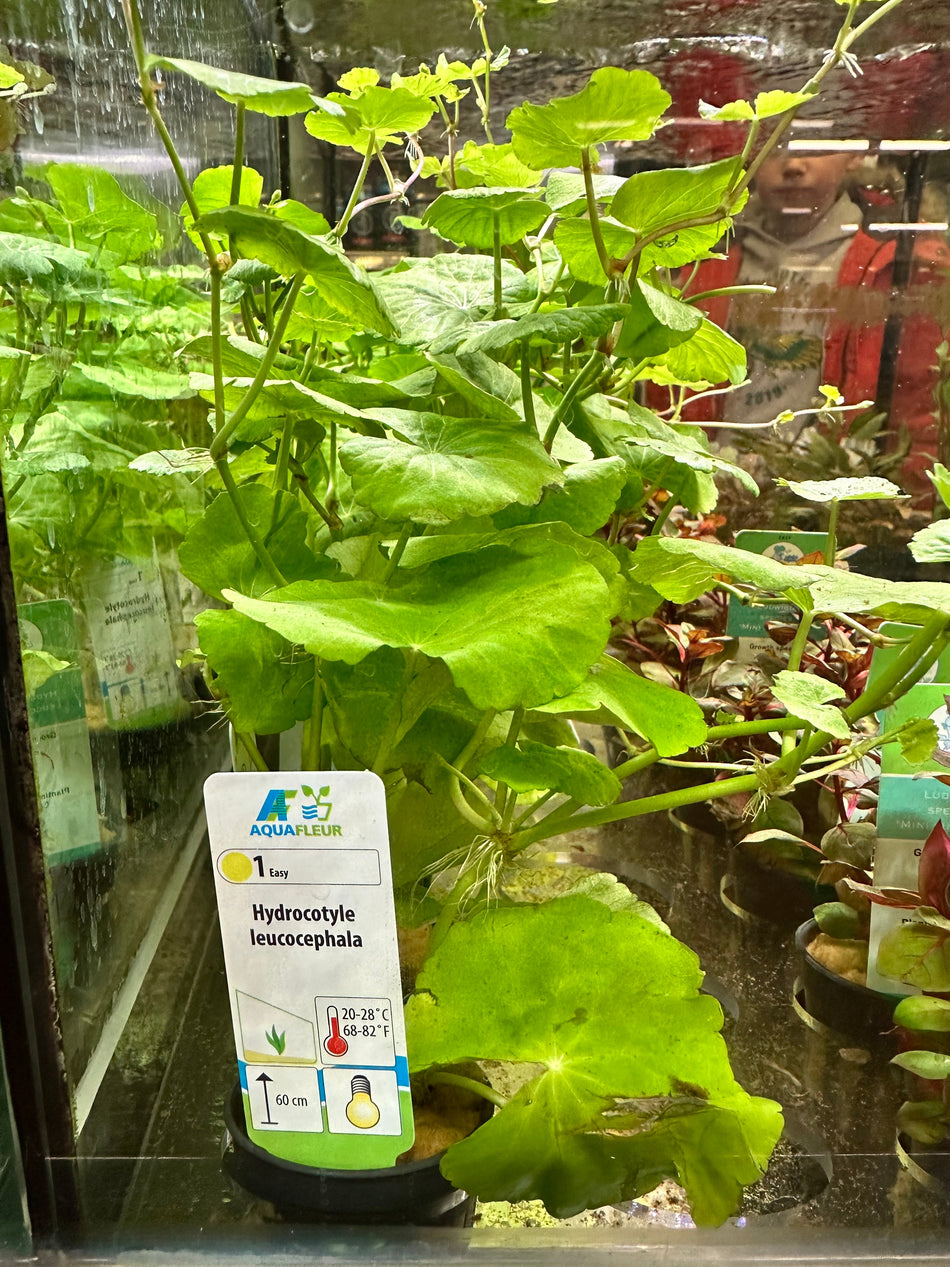 Hydrocotyle Leucocephala Potted Aquarium Plant