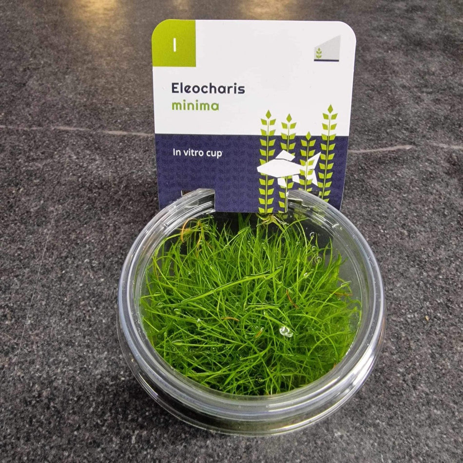 Eleocharis Minima Invitro Pot