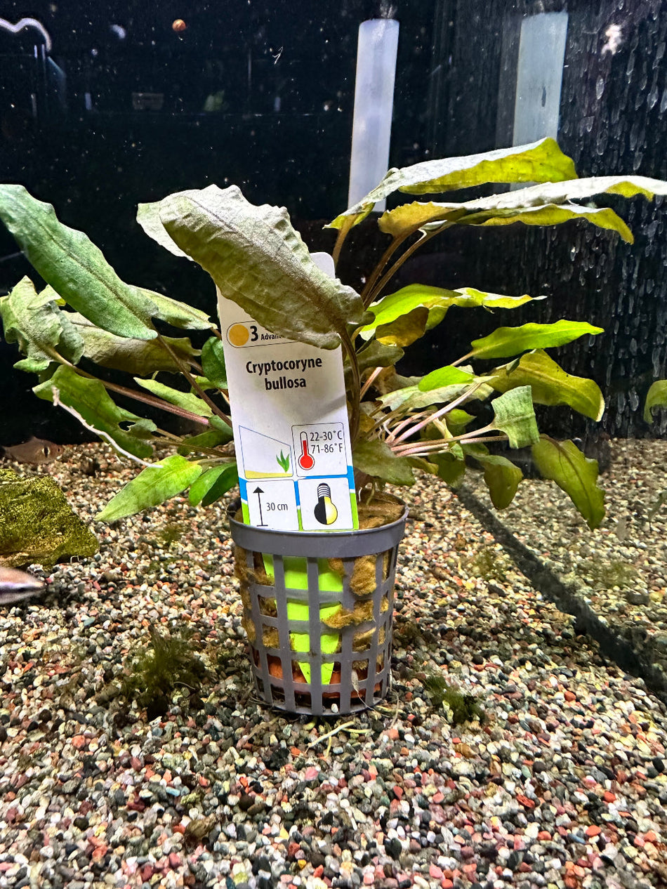 Cryptocoryne Bullosa Potted Aquarium Plant
