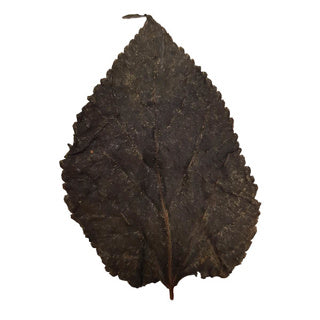 Mulberry Leaf X 10