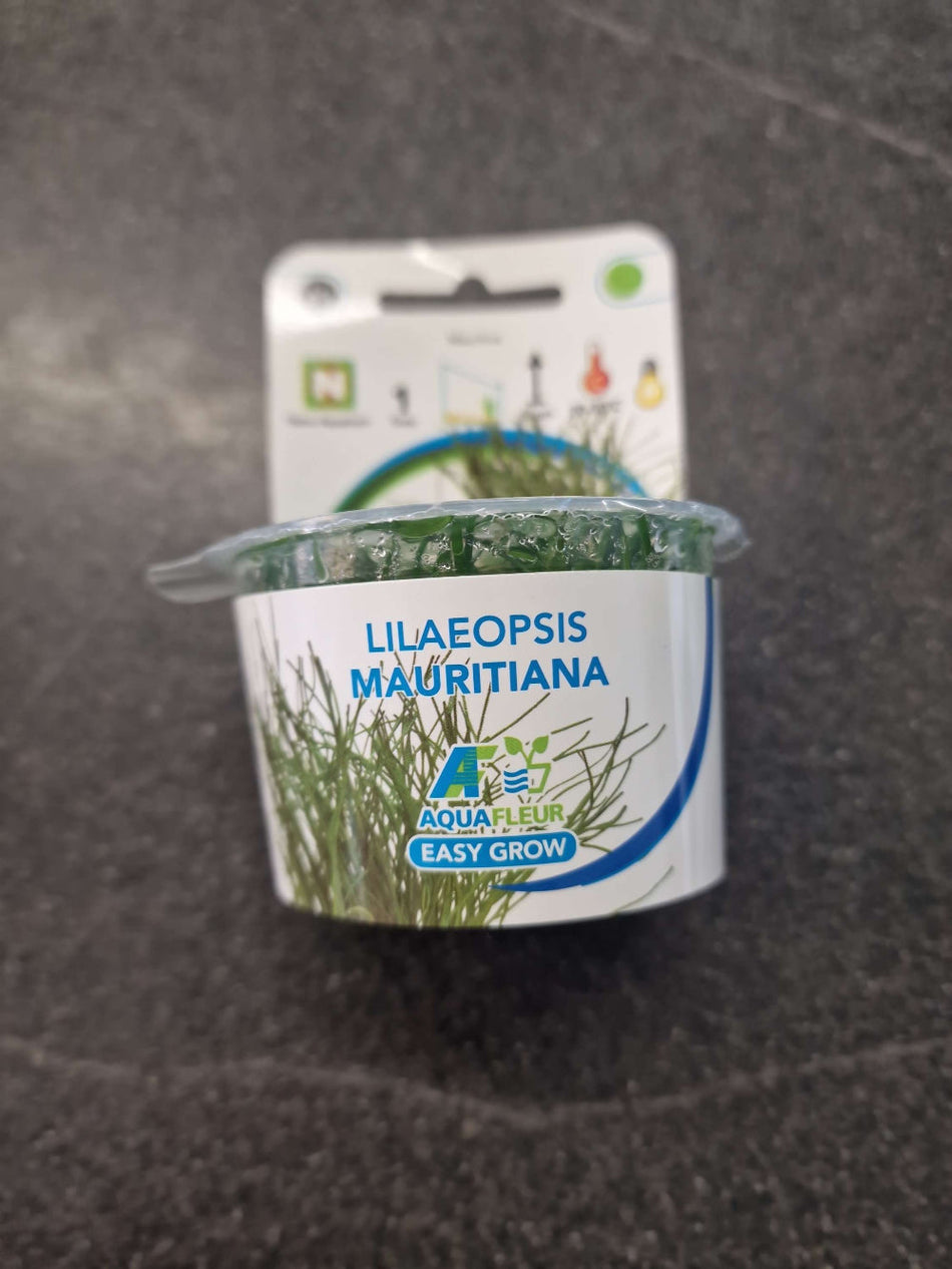 Lilaeopsis Mauritiana Invitro