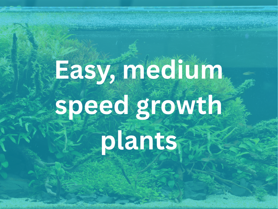 Cryptocoryne Amicorum Potted Aquarium Plant Aqua fleur