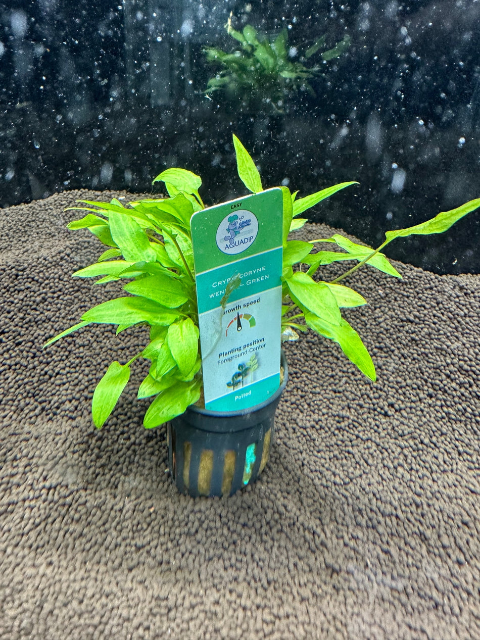 Cryptocoryne Wendetti Green Potted