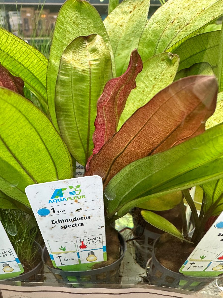 Echinodorus Spectra Potted Aquarium Plant