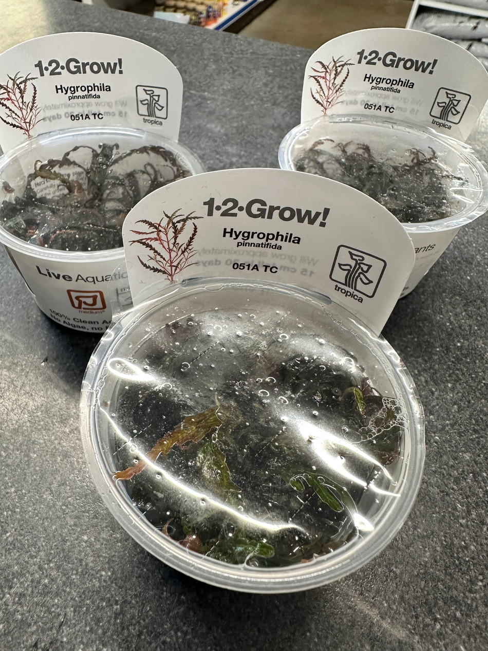 Hygrophila Pinnatifida Invitro