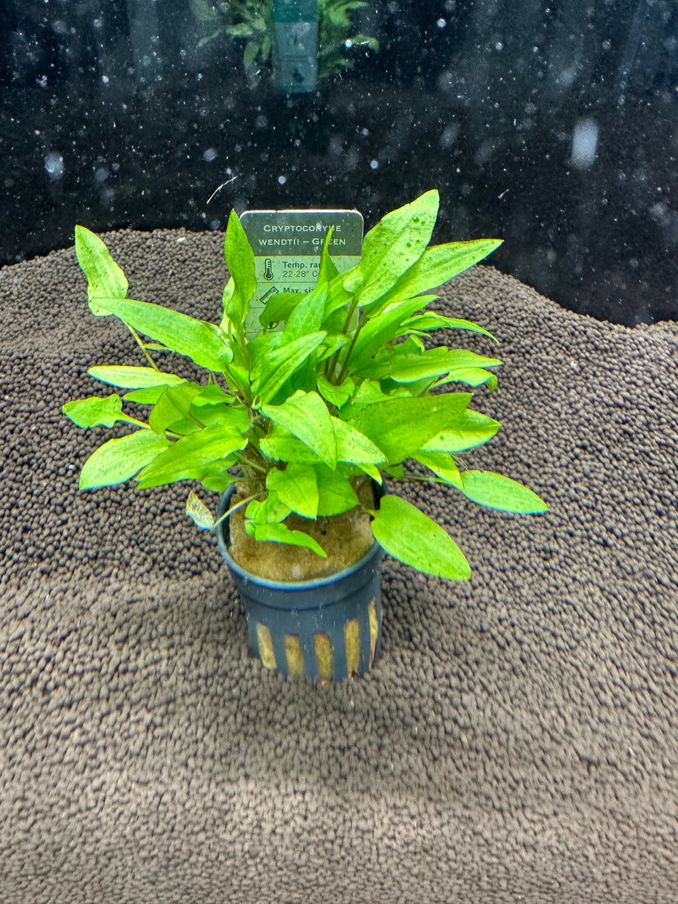 Cryptocoryne Wendetti Green Potted