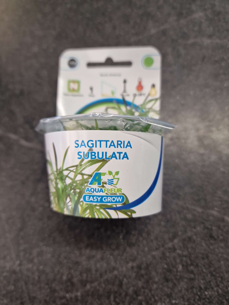 Sagittaria Subulata Invitro