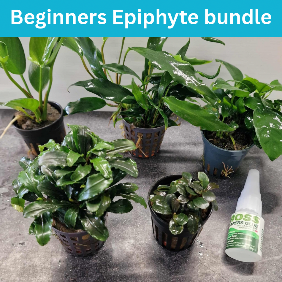 Easy To Grow Epiphyte Plant Bundle Perfect For Beginners
